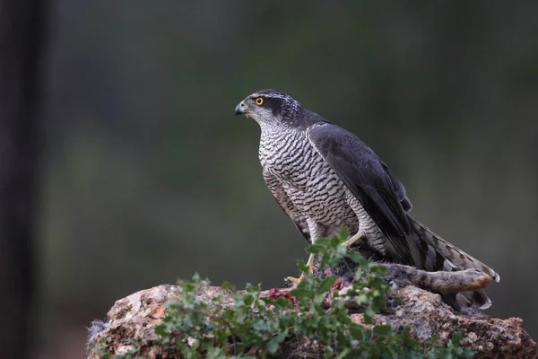 Jakt eurasiska duvhök — Stockfoto