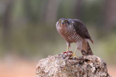 Avcılık Avrasya çakır kuşu