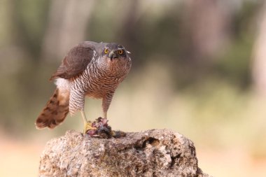 Avcılık Avrasya çakır kuşu