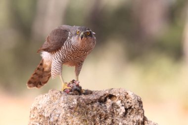 Avcılık Avrasya çakır kuşu