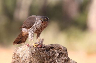 Avcılık Avrasya çakır kuşu
