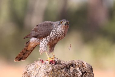 Avcılık Avrasya çakır kuşu