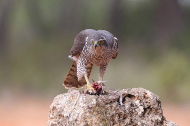 Avcılık Avrasya çakır kuşu