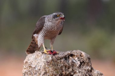 Avcılık Avrasya çakır kuşu