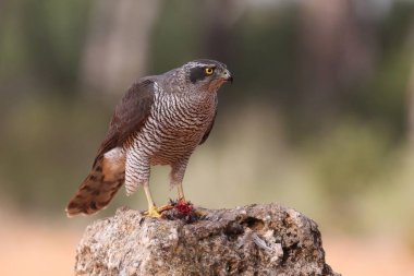 Avcılık Avrasya çakır kuşu