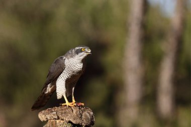 Avcılık Avrasya çakır kuşu