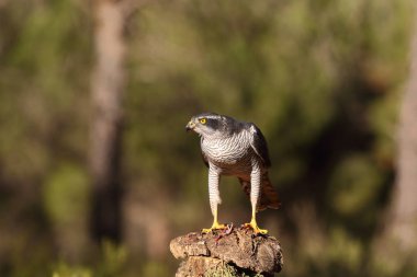 Avcılık Avrasya çakır kuşu