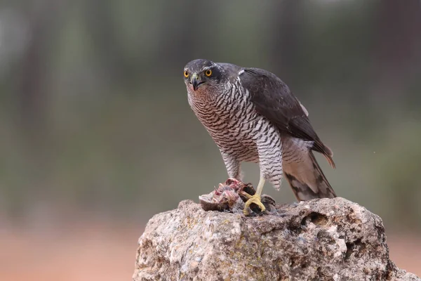 Jagd auf eurasischen Habicht — Stockfoto