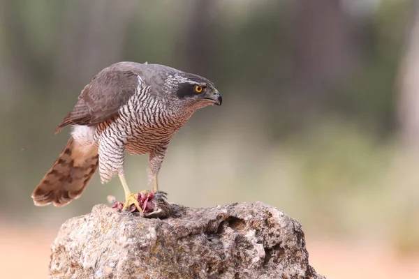 Jagd auf eurasischen Habicht — Stockfoto