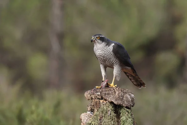 Hunting eurasian goshawk — Stock Photo, Image