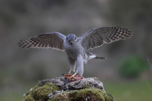 Євразійська goshawk полювання — стокове фото