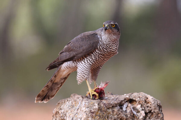 Hunting eurasian goshawk