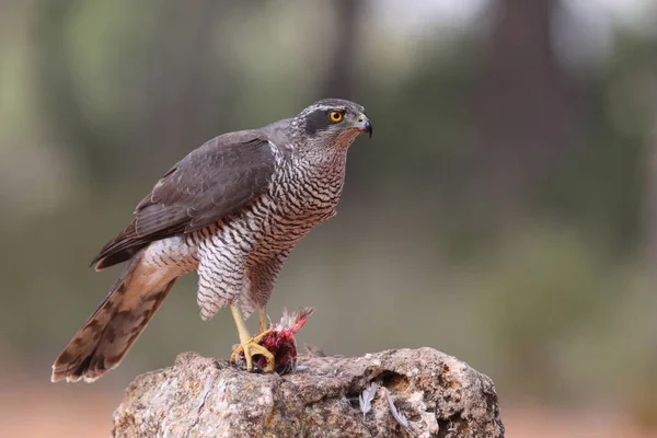 Jagd auf eurasischen Habicht — Stockfoto