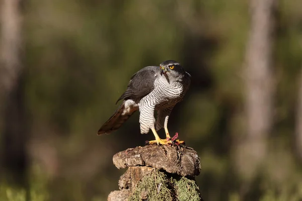 Євразійська goshawk полювання — стокове фото