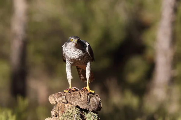 Jagd auf eurasischen Habicht — Stockfoto