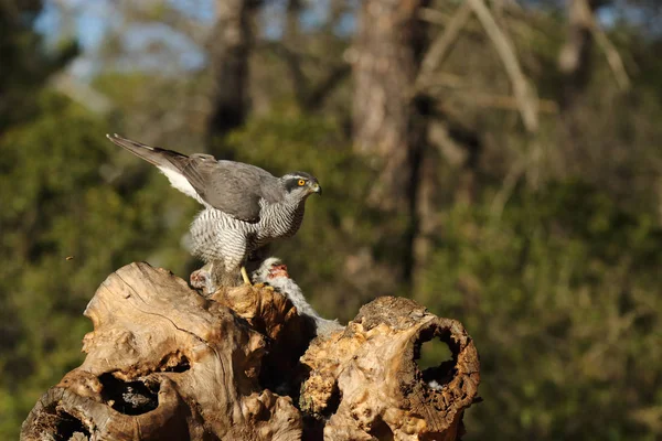 Hunting eurasian goshawk — Stock Photo, Image