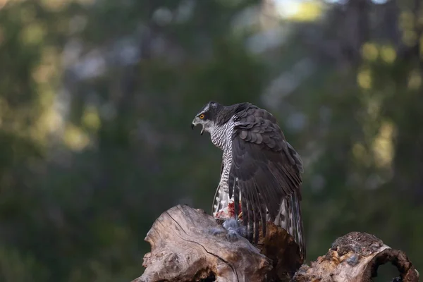 Lov euroasijské goshawk — Stock fotografie