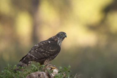 Avcılık Avrasya çakır kuşu