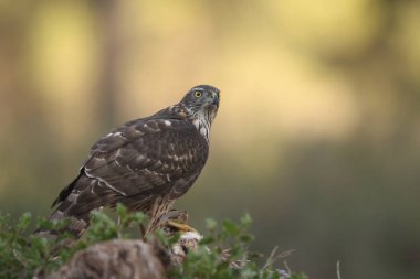 Avcılık Avrasya çakır kuşu