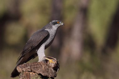 Avcılık Avrasya çakır kuşu