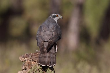 Avcılık Avrasya çakır kuşu