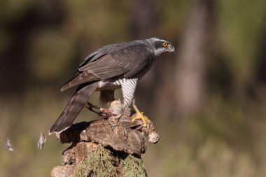 Avcılık Avrasya çakır kuşu