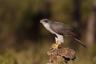Avcılık Avrasya çakır kuşu
