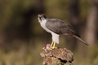 Avcılık Avrasya çakır kuşu