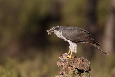 Avcılık Avrasya çakır kuşu