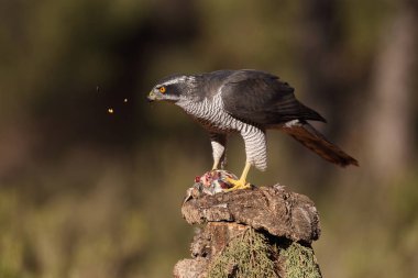 Avcılık Avrasya çakır kuşu