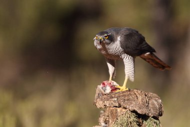 Avcılık Avrasya çakır kuşu