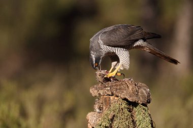 Avcılık Avrasya çakır kuşu
