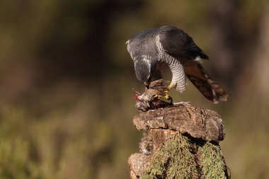 Avcılık Avrasya çakır kuşu