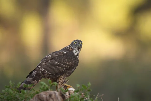 Lov euroasijské goshawk — Stock fotografie