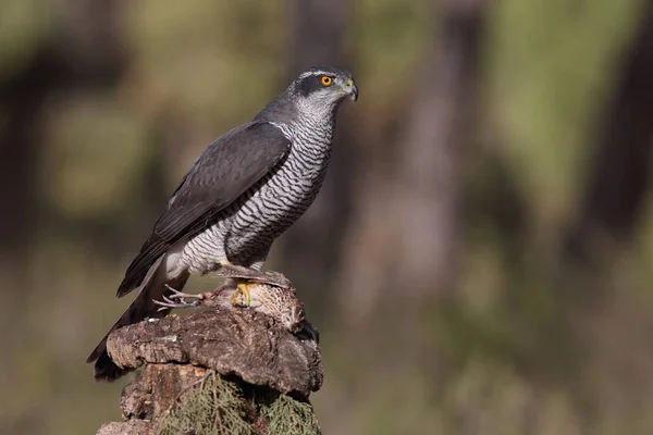 Jacht Euraziatische havik — Stockfoto