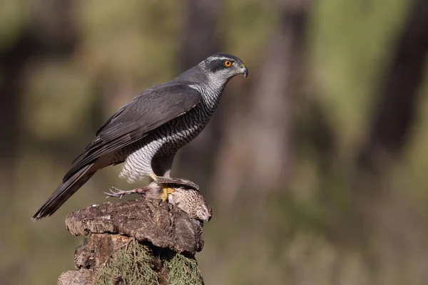 Caça eurasian goshawk — Fotografia de Stock