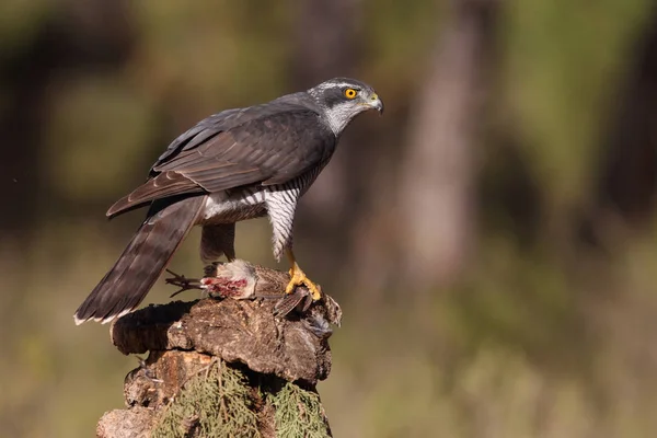 Jagd auf eurasischen Habicht — Stockfoto