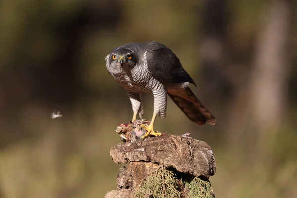 Євразійська goshawk полювання — стокове фото