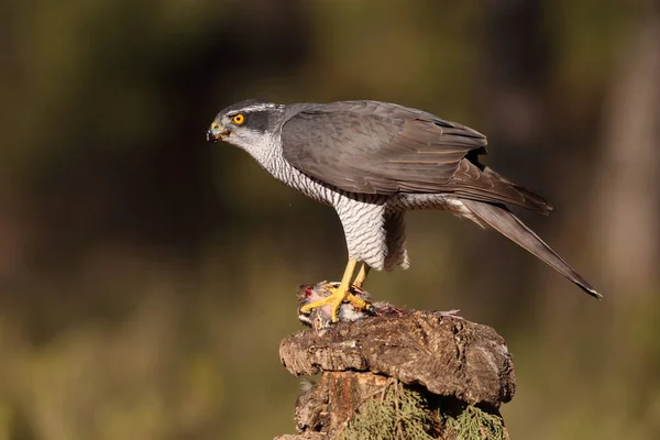 Євразійська goshawk полювання — стокове фото