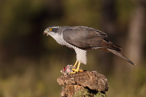 Jakt eurasiska duvhök — Stockfoto