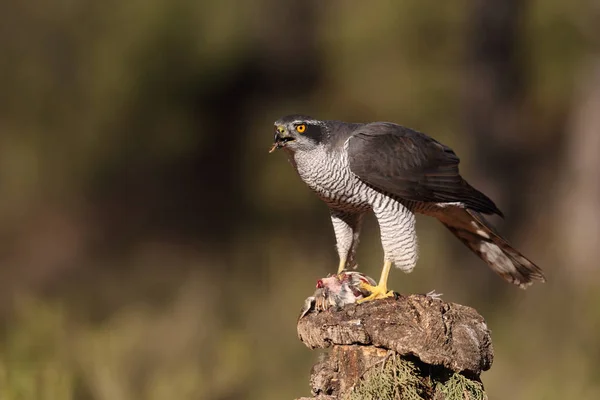 Jagd auf eurasischen Habicht — Stockfoto