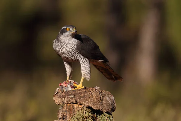 Євразійська goshawk полювання — стокове фото