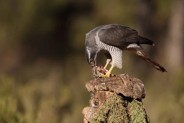 Hunting eurasian goshawk — Stock Photo, Image