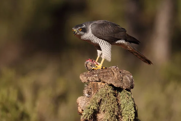 Jagd auf eurasischen Habicht — Stockfoto