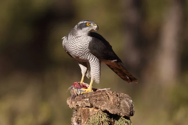 Jagd auf eurasischen Habicht — Stockfoto