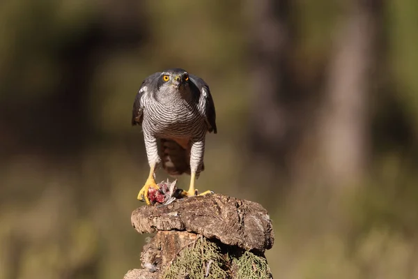 Avcılık Avrasya çakır kuşu — Stok fotoğraf