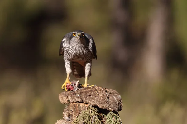 Євразійська goshawk полювання — стокове фото