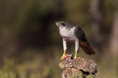 Avcılık Avrasya çakır kuşu