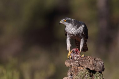 Avcılık Avrasya çakır kuşu