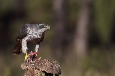 Avcılık Avrasya çakır kuşu